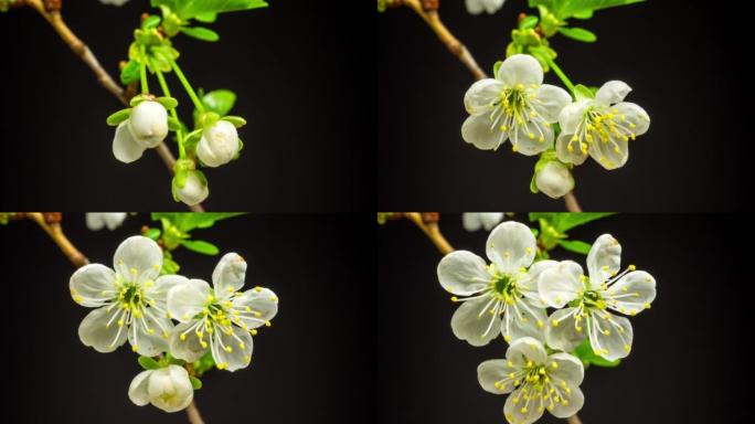 4k垂直时间推移的酸樱桃树花开花落，生长在黑色背景上。盛开的樱桃小白花。按16:9的比例计时。