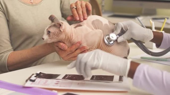 兽医女人用听诊器检查小精灵猫