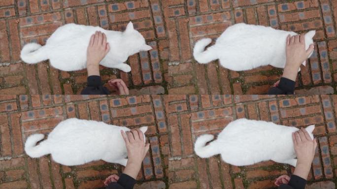 户外猫爱抚流浪猫家猫白猫