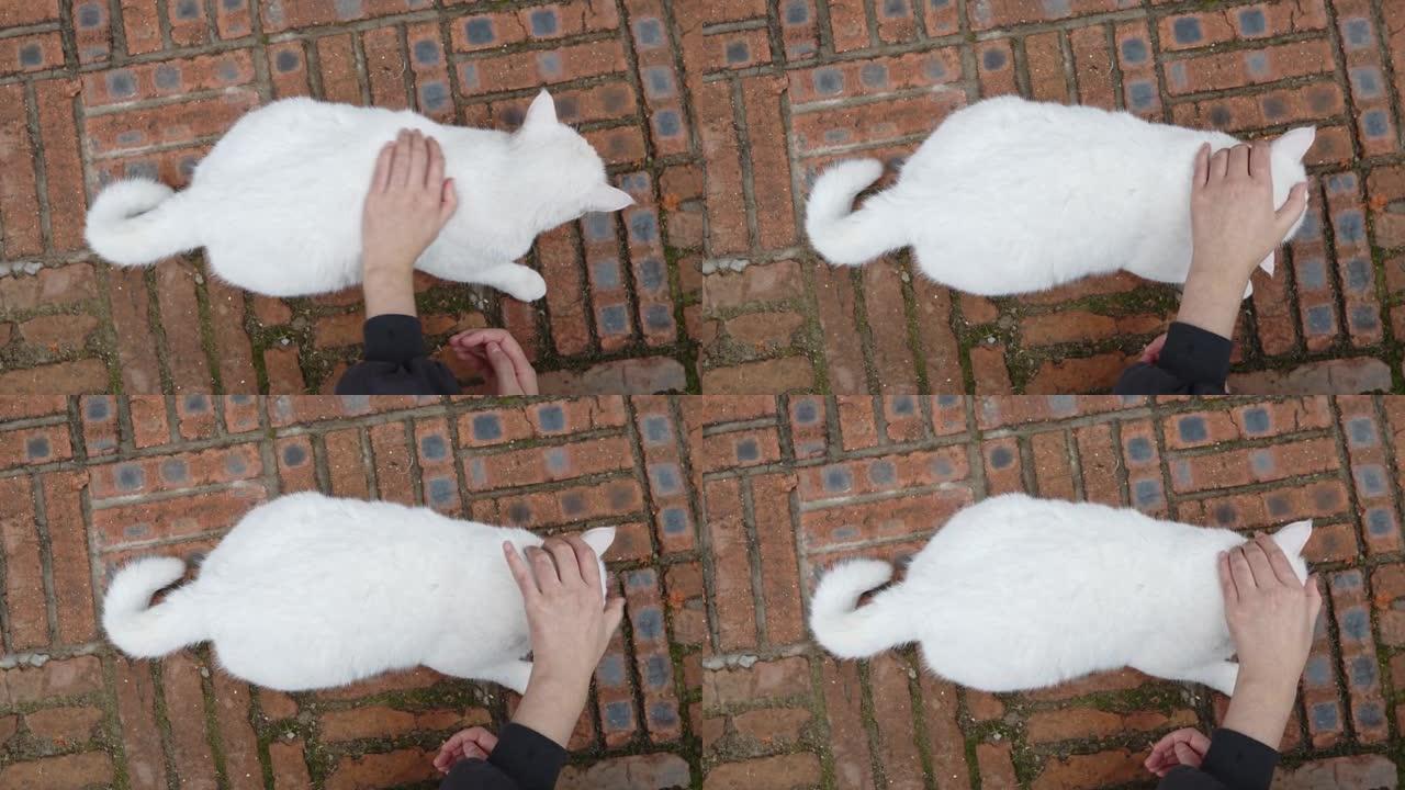 户外猫爱抚流浪猫家猫白猫