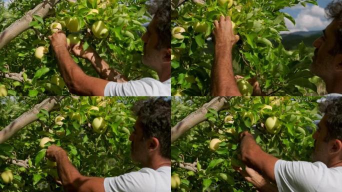 中东40多岁的雄性从苹果园的一棵苹果树上采集青苹果。