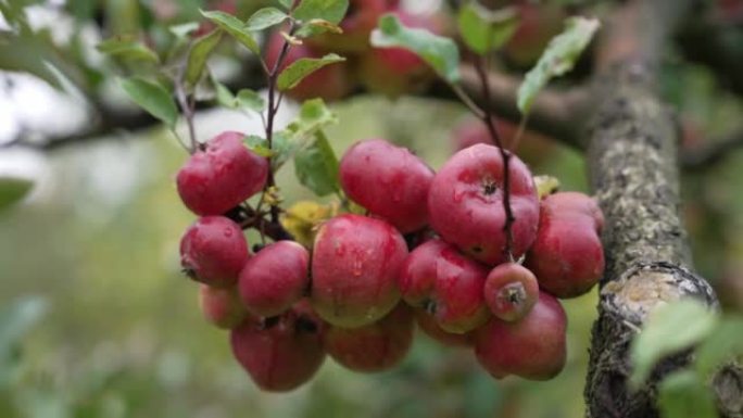 树上成熟的红苹果