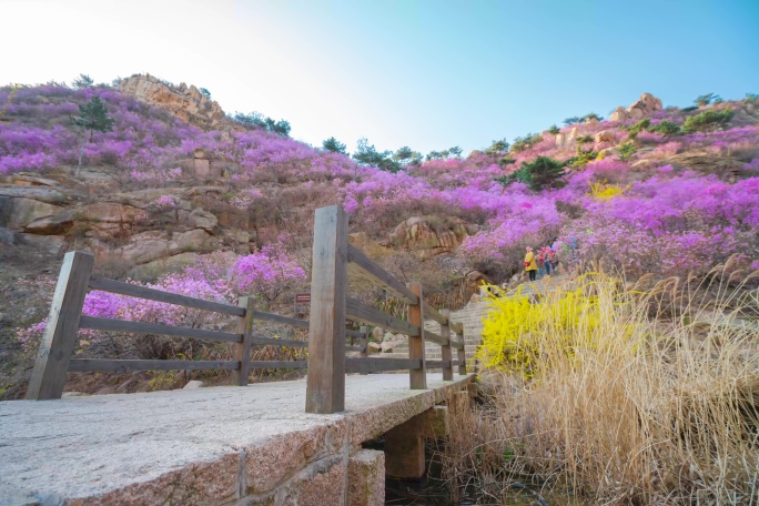 实拍登山观赏杜鹃花