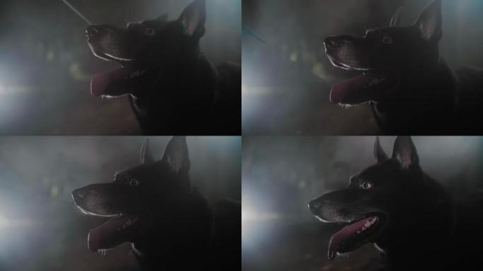 在秋夜迷雾森林的背景下，一只黑色的狗在皮带上有着五彩缤纷的眼睛和大舌头的剪影。