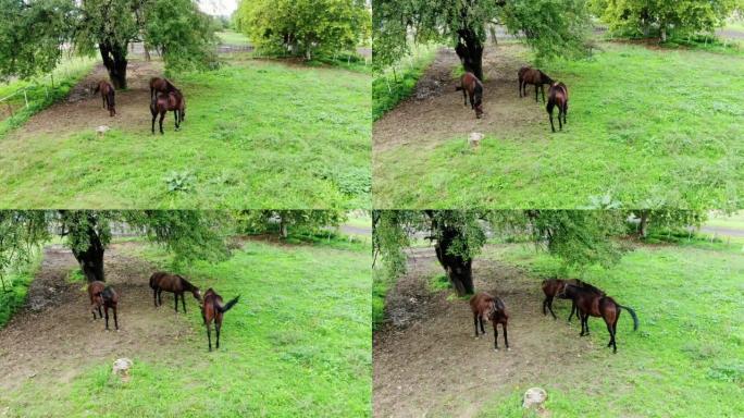 马的背面三匹马吃草。股票视频