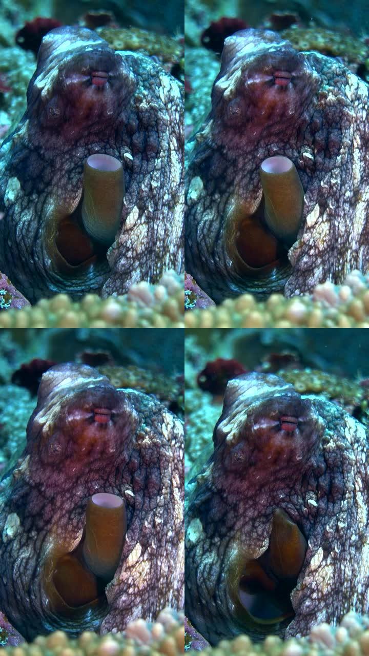 礁章鱼的垂直视频 (章鱼Cyanea) 出洞