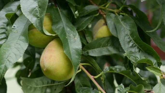 种植桃子。叶子之间的树枝上成熟的绿色桃子。种植健康水果。有机农业业务。