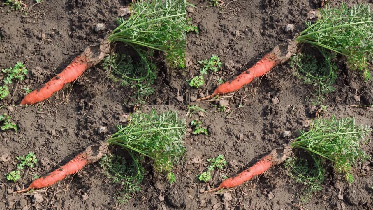 腐烂的胡萝卜有缺陷，躺在花园里的地上。