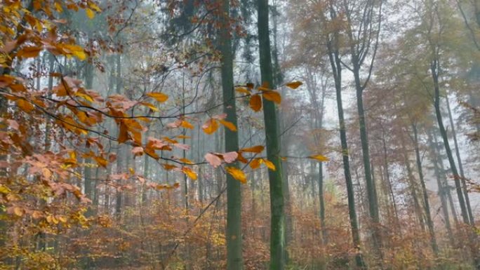 秋天森林中的秋天红树的美丽镜头，秋天的低角度镜头高长树
