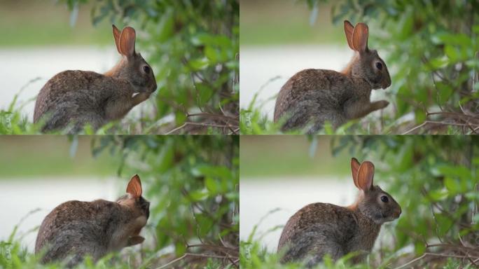 灰色小野兔在夏季野外吃草前清洁自己。大自然中的野兔