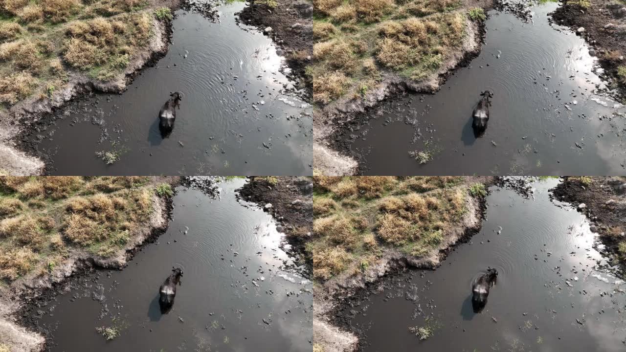 水中的水牛