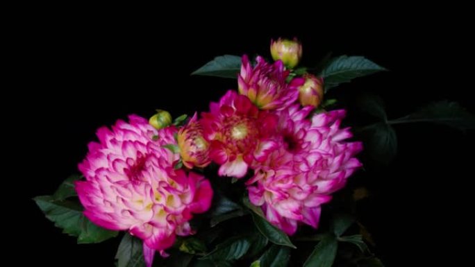 粉红色和白色大丽花的延时镜头从芽生长到全花，孤立在黑色背景上，花朵盛开的呼吸，4k特写视频b滚动镜头