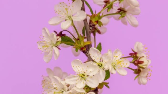 4k垂直延时的酸味樱桃树花开并在粉红色背景上生长。樱桃李盛开的白色小花。时间流逝的比例为16:9。以