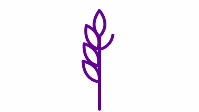 麦穗的紫色动画符号。食物，面包的概念。线性图标。矢量插图孤立在白色背景上。