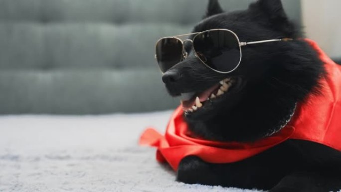 戴眼镜的Schipperke狗。暴徒的生活理念。