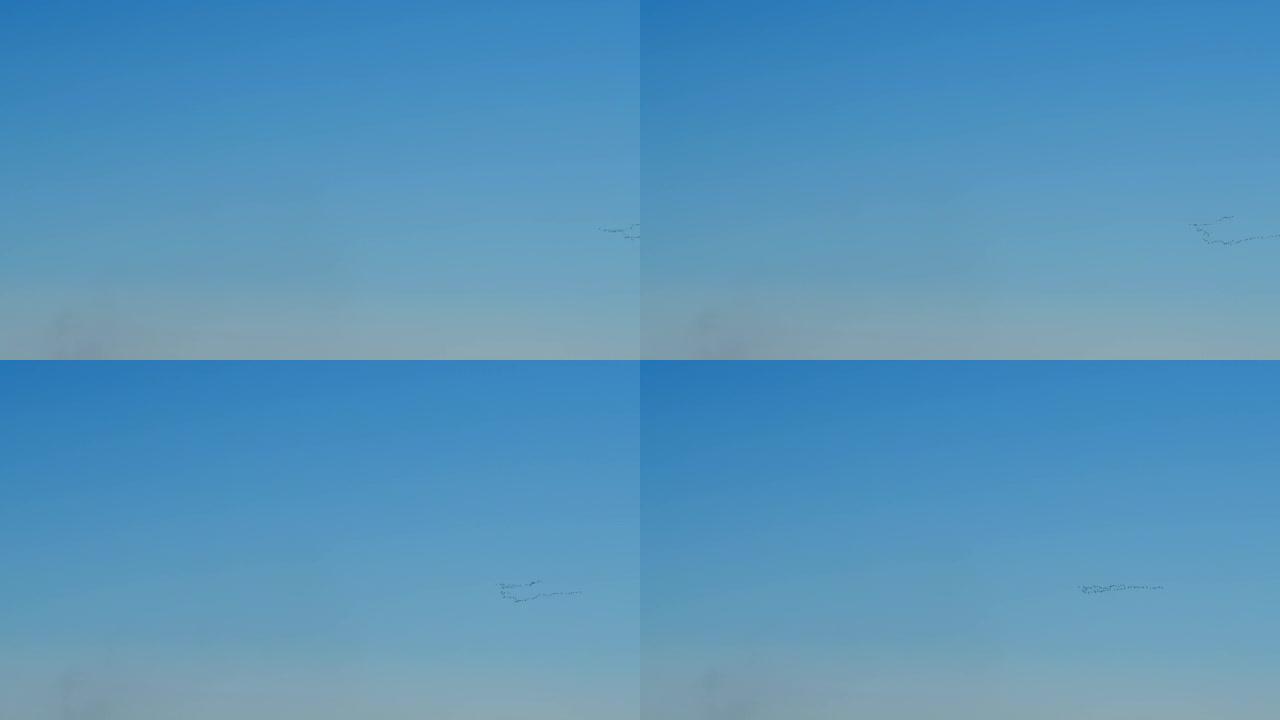 迁徙以v型飞行的较大鸟类。蓝天中一群迁徙的鹅的低角度镜头。