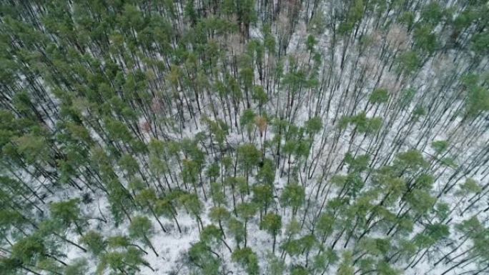 寒冷森林航拍冬季风光树木雪