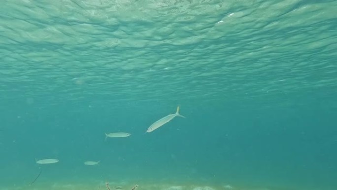 浮潜蓝水，圣约翰，美属维尔京群岛。