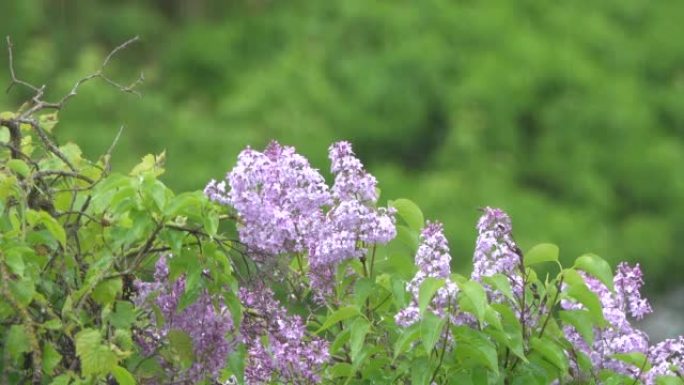 Branches of blooming lilacs and rain.