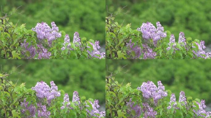 Branches of blooming lilacs and rain.