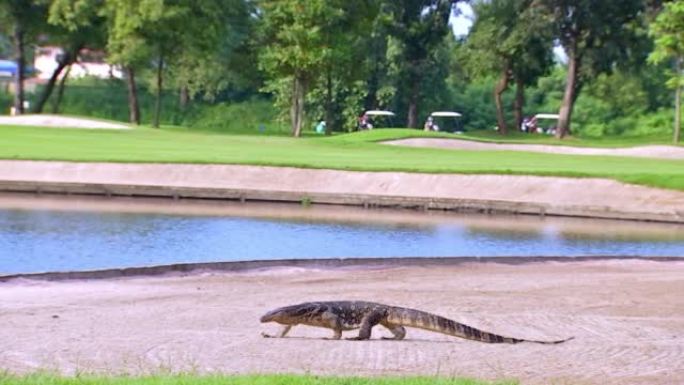 Varanus Bengalis，沙漠监测员或监测蜥蜴走在池塘旁边的沙坑上，泰国高尔夫球场，高尔夫球