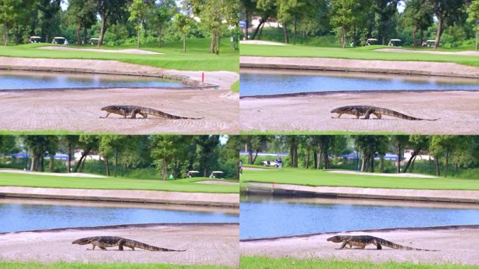 Varanus Bengalis，沙漠监测员或监测蜥蜴走在池塘旁边的沙坑上，泰国高尔夫球场，高尔夫球