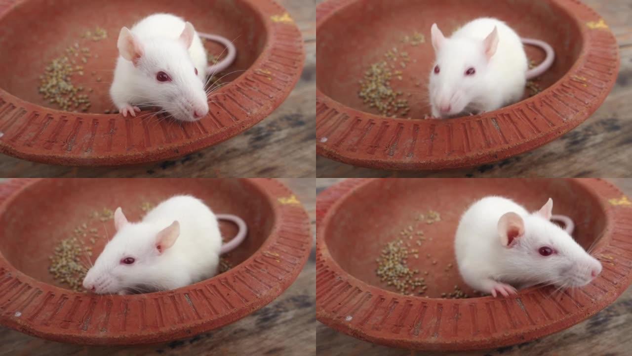 白色实验室小鼠 (小家鼠) 在陶罐上爬行。印度北阿坎德邦