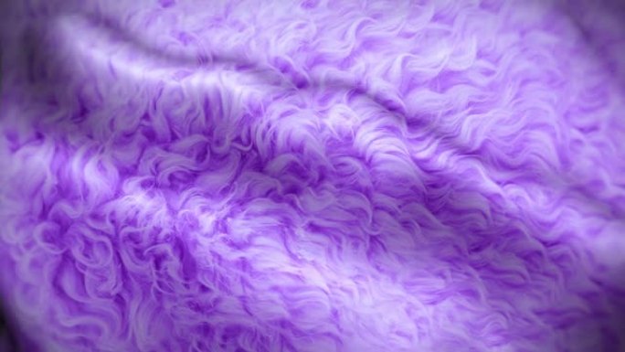 4k紫色卷曲绵羊毛皮背景。挥舞羊毛纹理循环动画。风景如画的抽象头发模拟。波纹柔软面料和光滑丝绸库存视