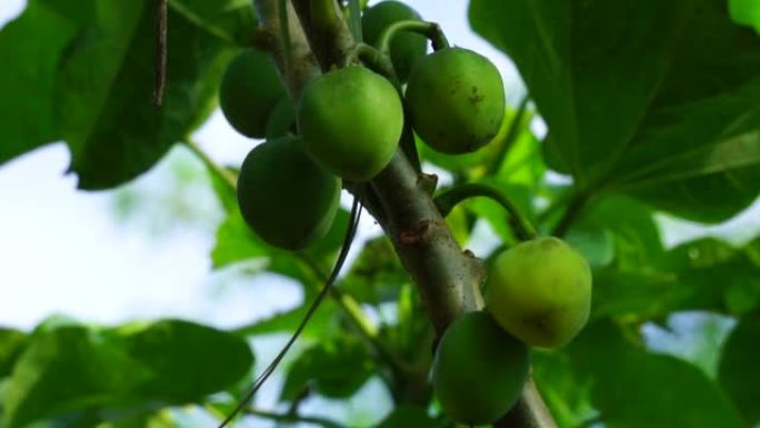 麻风树 (也称为jarak pagar，physic nut，Barbados nut，poison