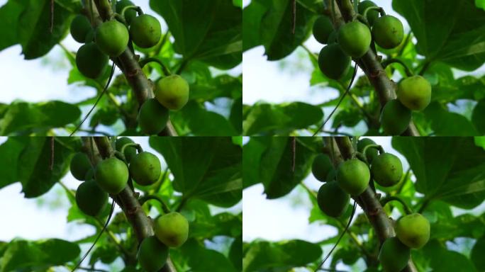 麻风树 (也称为jarak pagar，physic nut，Barbados nut，poison