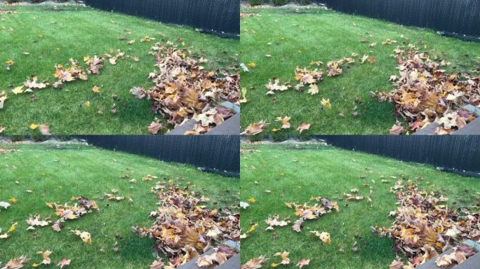 秋天落叶的花园清洁。干叶从后院的绿草上吹走。用吹叶机清洁。