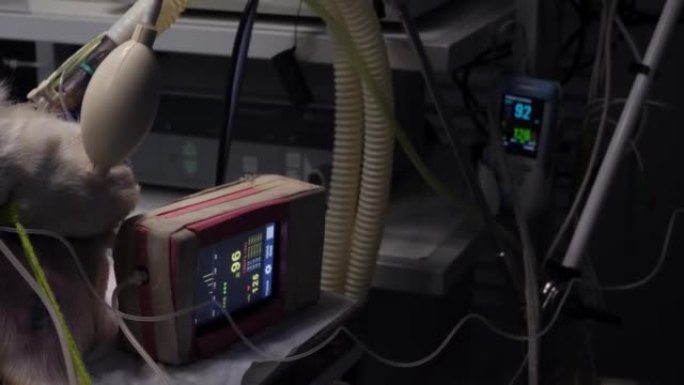该设备位于麻醉中狗旁边的桌子上，用于手术。监视器屏幕显示血氧读数和心率。手术过程中监测指标的概念。