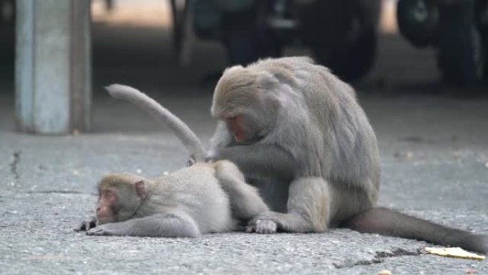 福尔摩沙猕猴，福尔摩沙岩猴也在野外取名为台湾猕猴。