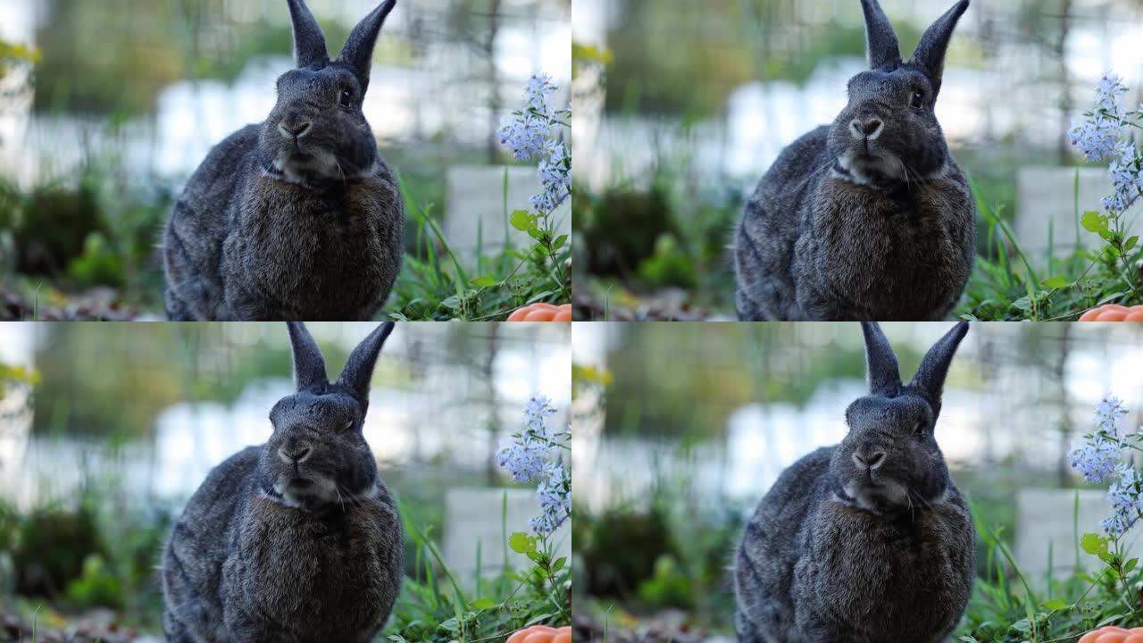 可爱的灰色兔子在花园里面对相机移动嘴巴一半时间