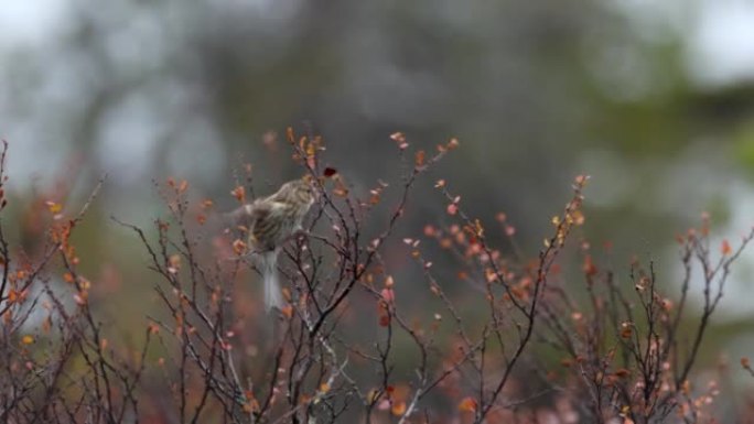 一个小的普通红人吃着一些矮小的母狗叶子，然后留在芬兰秋季的Riisitunturi国家公园