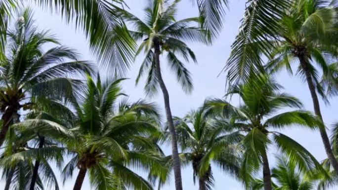 椰子树。摇曳摇摆椰林热带景色