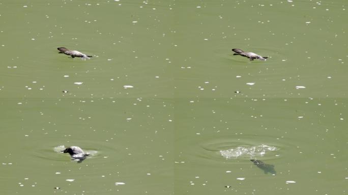 鸭嘴兽游泳的慢动作镜头，然后在阳光普照的游泳池中潜水