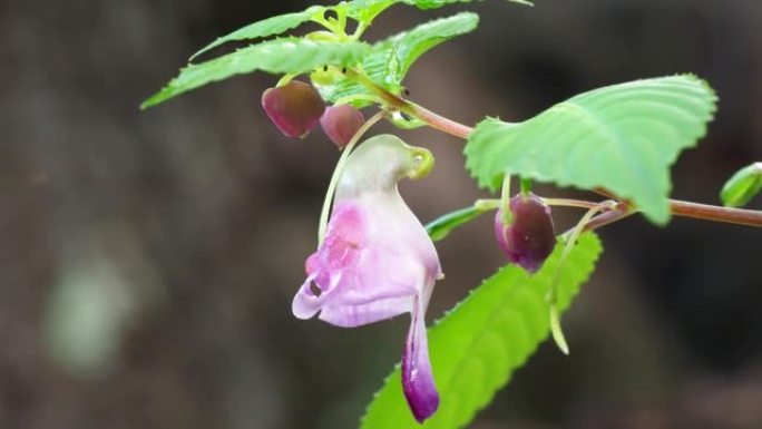 稀有鹦鹉花一种类似形状的鹦鹉挂在深林茎上