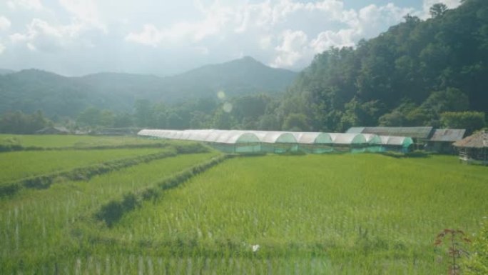 泰国，稻田农田绿色大棚