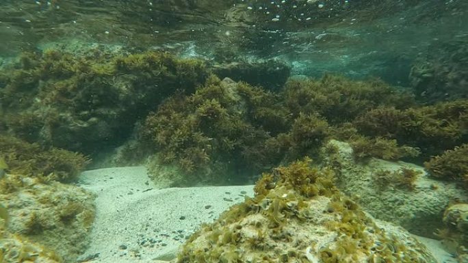 美属维尔京群岛圣约翰珊瑚礁天线。