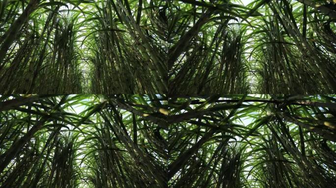 植物生长的甘蔗田