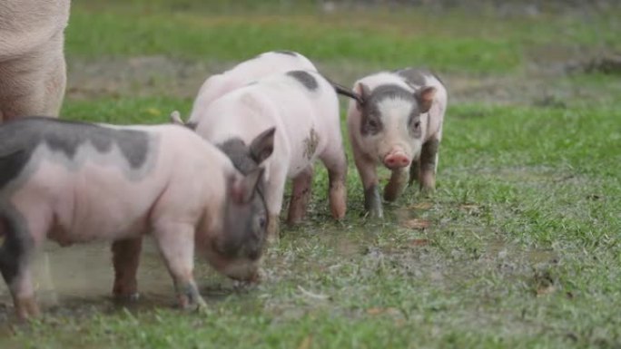一群猪在农场吃草。