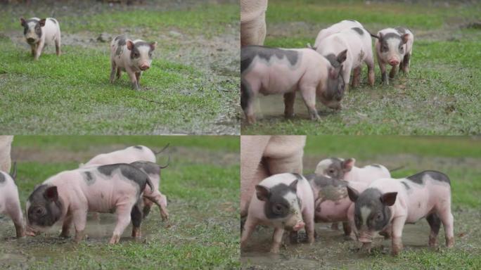 一群猪在农场吃草。