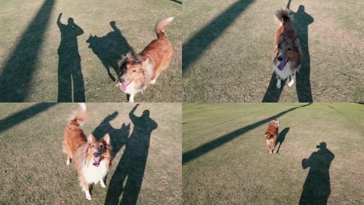 粗糙的牧羊犬与主人的影子一起行走，在阳光明媚的日子里奔跑在绿草地上接球，狗与主人一起玩检索游戏，4k