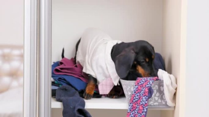 衣柜推拉门打开，顽皮的腊肠犬挖衣服。