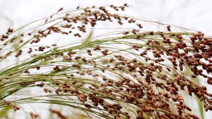 绿色小麦作物胚芽农业产业。谷物高粱田。