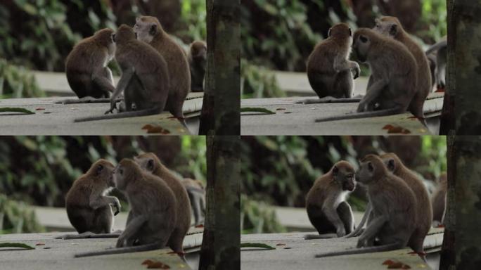 长尾猕猴家族，新加坡