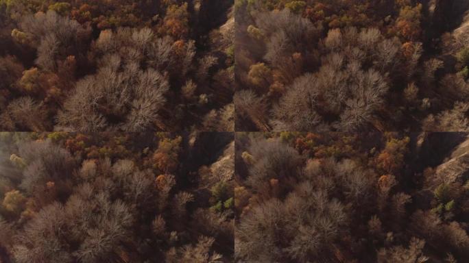 鸟瞰图秋季森林无人机飞越棕色树木