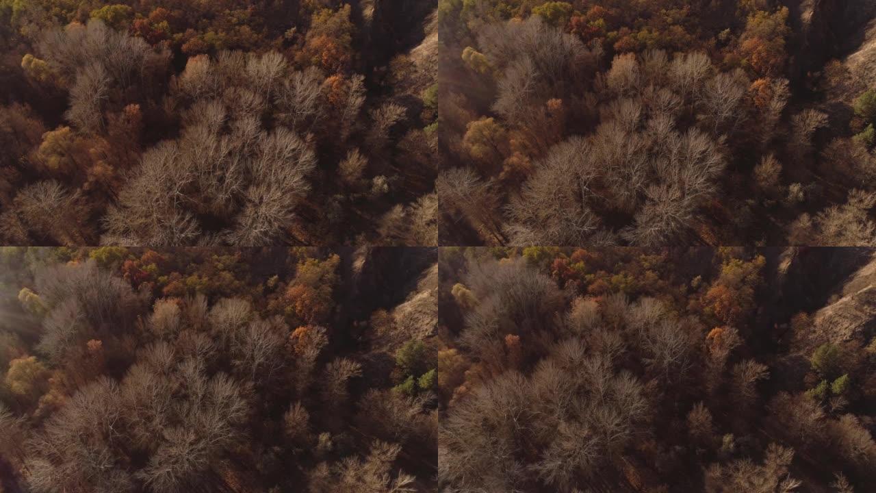 鸟瞰图秋季森林无人机飞越棕色树木
