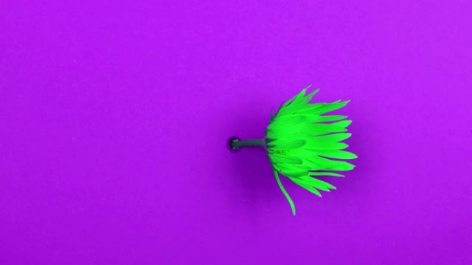 紫罗兰色背景上一朵绿花的时间流逝。明亮的颜色。慢动作4K UHD视频拍摄。侧视图。
